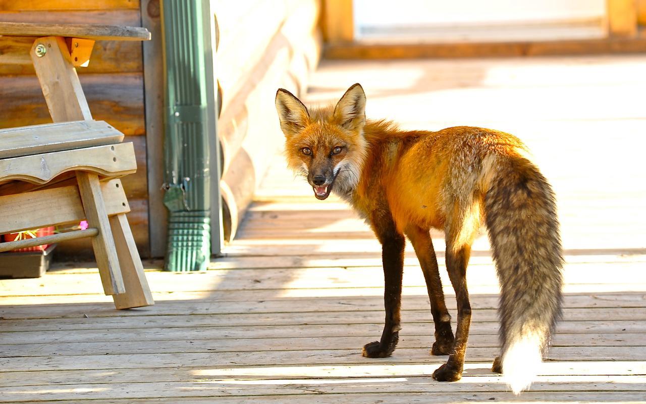 Le Bivouac - Les Chalets Spa Canada La Malbaie Eksteriør bilde